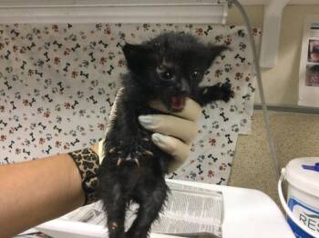 SNIKERS -  Domestic Short Hair Cat for Adoption in Riverside, California - SNIKERS | PetCurious