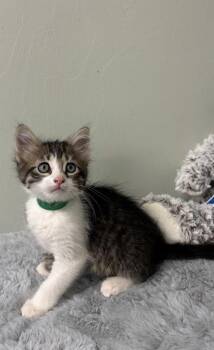Bug -  Domestic Short Hair Cat for Adoption in Picayune, Mississippi - Bug | PetCurious