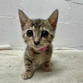 Toaster -  Domestic Short Hair Cat for Adoption in Brentwood, Missouri - Toaster | PetCurious
