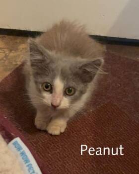 Peanut -  Tabby Cat for Adoption in San Antonio, Texas - Peanut | PetCurious