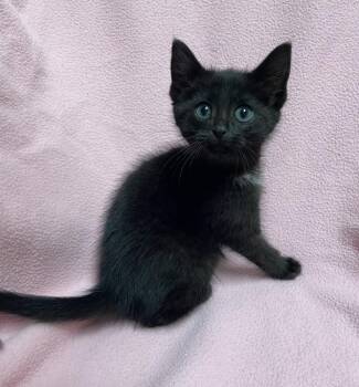 Salem -  Domestic Short Hair Cat for Adoption in Jackson, Michigan - Salem | PetCurious
