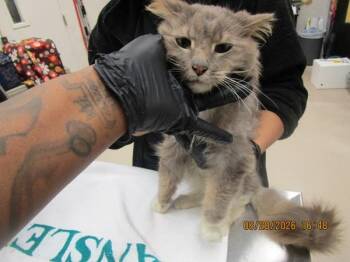 (648) -  Domestic Long Hair Cat for Adoption in Marietta, Georgia - (648) | PetCurious