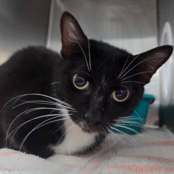 Domestic Short Hair Cats Available for Adoption in Lakeland, Florida - Betty Boop | PetCurious