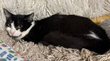Clarabelle -  Domestic Short Hair Cat for Adoption in Conway, South Carolina - Clarabelle | PetCurious