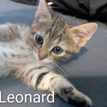 Domestic Short Hair and Tabby Cats Available for Adoption in Ruskin, Florida - Leonard | PetCurious
