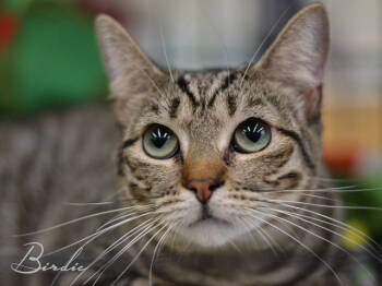 Rescue Tabby and Domestic Short Hair Cats for Adoption in The Woodlands, Texas - Birdie | PetCurious