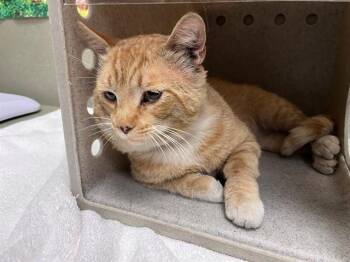 A552485 -  Domestic Short Hair Cat for Adoption in Moreno Valley, California - A552485 | PetCurious