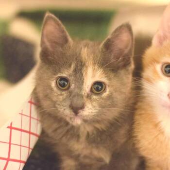 Domestic Short Hair Cats Available for Adoption in Belleville, Illinois - Ashleigh | PetCurious