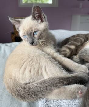 Rescue Domestic Short Hair Cats for Adoption in Minneapolis, Minnesota - Frank | PetCurious