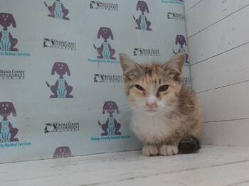 Domestic Short Hair Cats Available for Adoption in Orlando, Florida - CLOVER | PetCurious