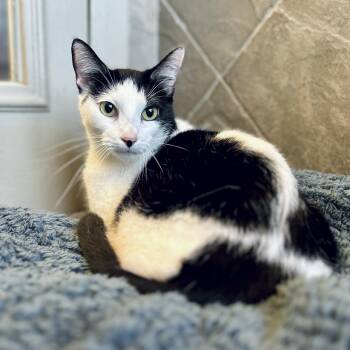 American Shorthair Cats Available for Adoption in Seguin, Texas - Cleo | PetCurious