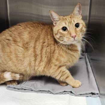 Cheddar -  Domestic Short Hair Cat for Adoption in Clearwater, Florida - Cheddar | PetCurious