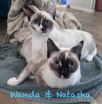 Wanda BONDED with Natasha -  Siamese Cat for Adoption in Phoenix, Arizona - Wanda BONDED With Natasha | PetCurious