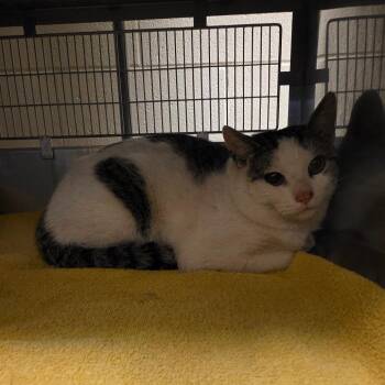 Domestic Short Hair Cats Available for Adoption - Hansel | PetCurious