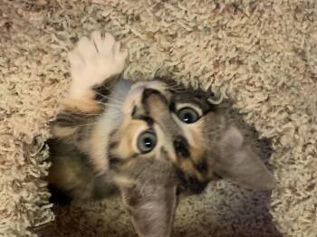 Clara -  Domestic Medium Hair Cat for Adoption in Rio Linda, California - Clara | PetCurious
