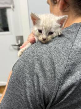 Jane -  Siamese Cat for Adoption in Denham Springs, Louisiana - Jane | PetCurious
