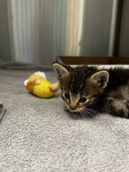 Bar Soap -  Domestic Short Hair Cat for Adoption in Roseville, California - Bar Soap | PetCurious