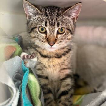 Rescue Domestic Short Hair Cats for Adoption in San Pablo, California - Lynx | PetCurious