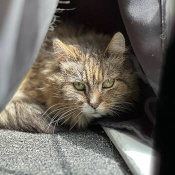 Rescue Domestic Long Hair Cats for Adoption in Ashland, Massachusetts - Harriet | PetCurious