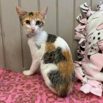 Kimchi -  Domestic Short Hair Cat for Adoption in Hawthorne, California - Kimchi | PetCurious
