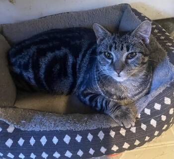 Timmy -  Tabby Cat for Adoption in Troy, New York - Timmy | PetCurious