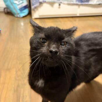 Goofy Goober -  Domestic Short Hair Cat for Adoption in New York, New York - Goofy Goober | PetCurious