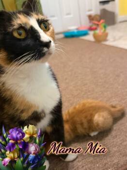 Domestic Short Hair Cats Available for Adoption in Corinth, New York - Mama Mia | PetCurious