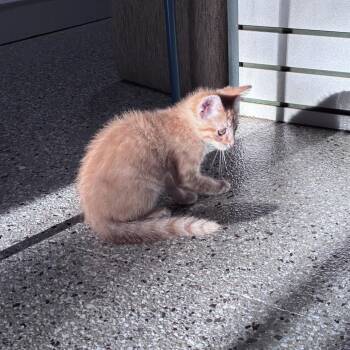 Kona -  Domestic Medium Hair Cat for Adoption in Mondovi, Wisconsin - Kona | PetCurious