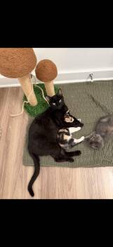 Marilyn -  Domestic Short Hair Cat for Adoption in Wilmington, North Carolina - Marilyn | PetCurious