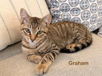 Graham -  Tabby and American Shorthair Cat for Adoption in Billerica, Massachusetts - Graham | PetCurious