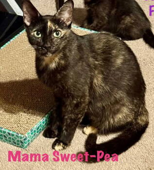 Rescue Tortoiseshell Cats for Adoption in San Antonio, Texas - Sweet Pea | PetCurious