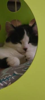 Rescue Domestic Short Hair Cats for Adoption in Windsor, Connecticut - 2025-163 Peaches Pie | PetCurious