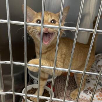 Bob -  Domestic Short Hair Cat for Adoption in Dickinson, Texas - Bob | PetCurious