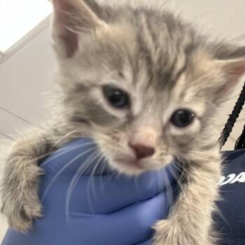 Urus -  Domestic Short Hair Cat for Adoption in Philadelphia, Pennsylvania - Urus | PetCurious