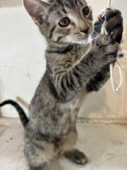Lolly -  Domestic Short Hair and Tabby Cat for Adoption in Wheaton, Illinois - Lolly | PetCurious