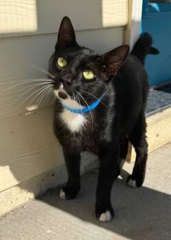Oreo -  American Shorthair Cat for Adoption in Kingsland, Georgia - Oreo | PetCurious
