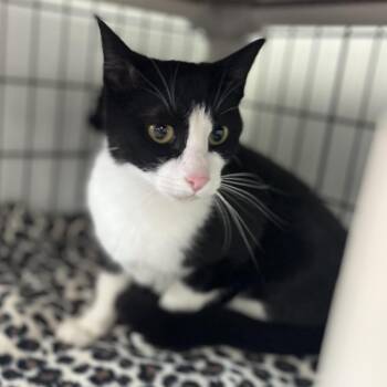 Sheena -  Domestic Short Hair Cat for Adoption in Canton, Illinois - Sheena | PetCurious