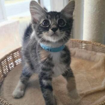 Hattie -  Maine Coon and Domestic Short Hair Cat for Adoption in New Braunfels, Texas - Hattie | PetCurious