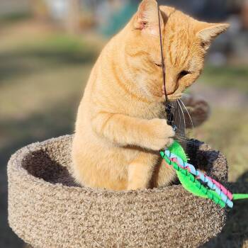 Rescue Tabby Cats for Adoption in Williston, Florida - Colby | PetCurious