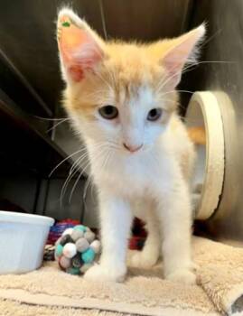 Fez -  Domestic Long Hair and Domestic Short Hair Cat for Adoption in Baraboo, Wisconsin - Fez | PetCurious