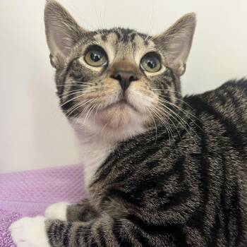 Jellybean -  Domestic Short Hair Cat for Adoption in Newark, New Jersey - Jellybean | PetCurious