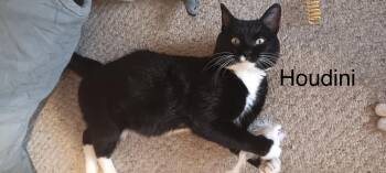 Houdini -  Domestic Short Hair Cat Available for Adoption in Menasha, Wisconsin - Houdini | PetCurious