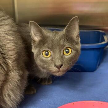 Domestic Short Hair Cats Available for Adoption in Keizer, Oregon - Tamera | PetCurious