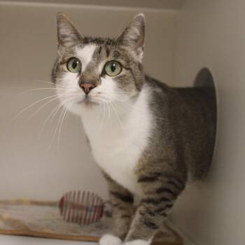 Dingo -  Domestic Short Hair Cat for Adoption in Champaign, Illinois - Dingo | PetCurious
