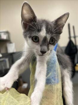 CLARABELLE -  Domestic Short Hair Cat for Adoption in Las Vegas, Nevada - CLARABELLE | PetCurious