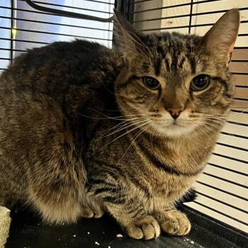Domestic Short Hair Cats Available for Adoption - Sabrina | PetCurious