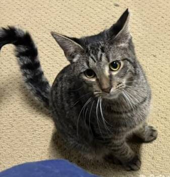 Rescue Domestic Short Hair Cats for Adoption in Nashville, Tennessee - Ben | PetCurious