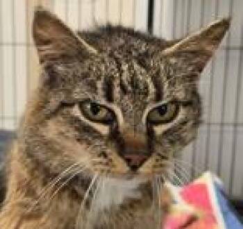 Rescue Domestic Short Hair Cats for Adoption in Long Beach, Washington - Hoppie | PetCurious