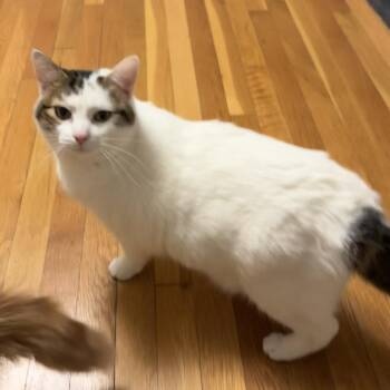 Zelda -  Domestic Short Hair Cat Available for Adoption in Wakefield, Massachusetts - Zelda | PetCurious
