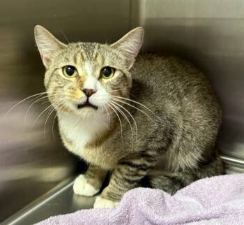 Domestic Short Hair Cats Available for Adoption in Peoria, Illinois - STEVEN | PetCurious
